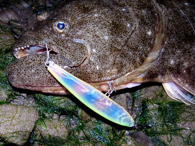 ヒラメの釣り方を覚える