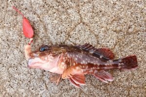 ブラクリ釣りで広範囲に探る