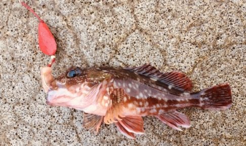 ブラクリ釣りで広範囲に探る