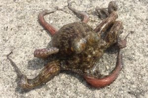 タコエギ でタコを釣ろう