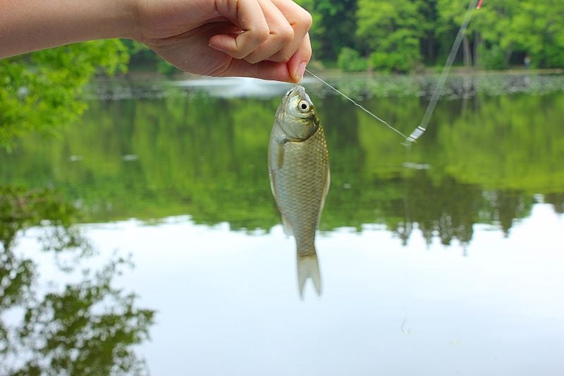 ギンブナの釣り方