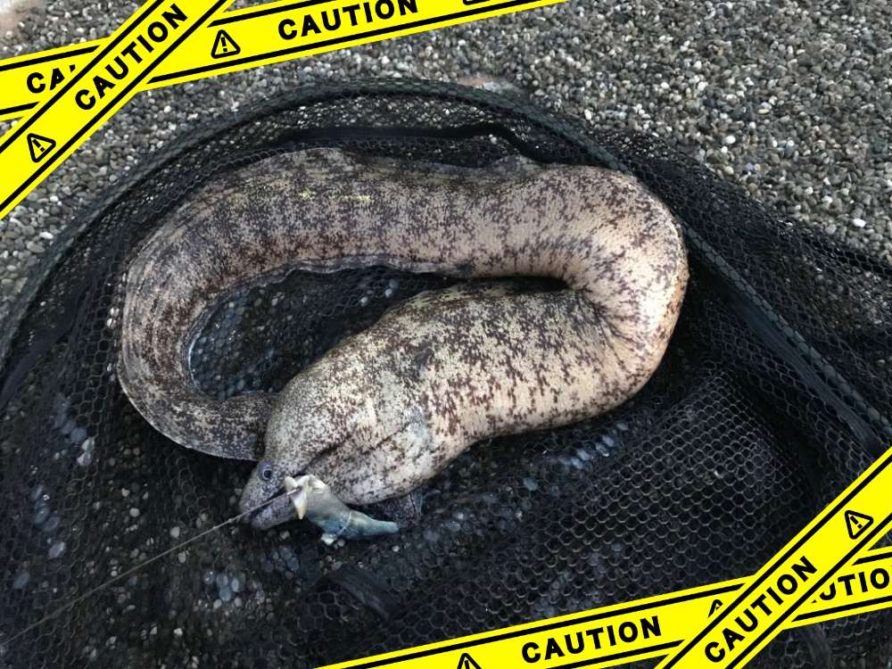 ランディングネットで安全に魚をキャッチ！