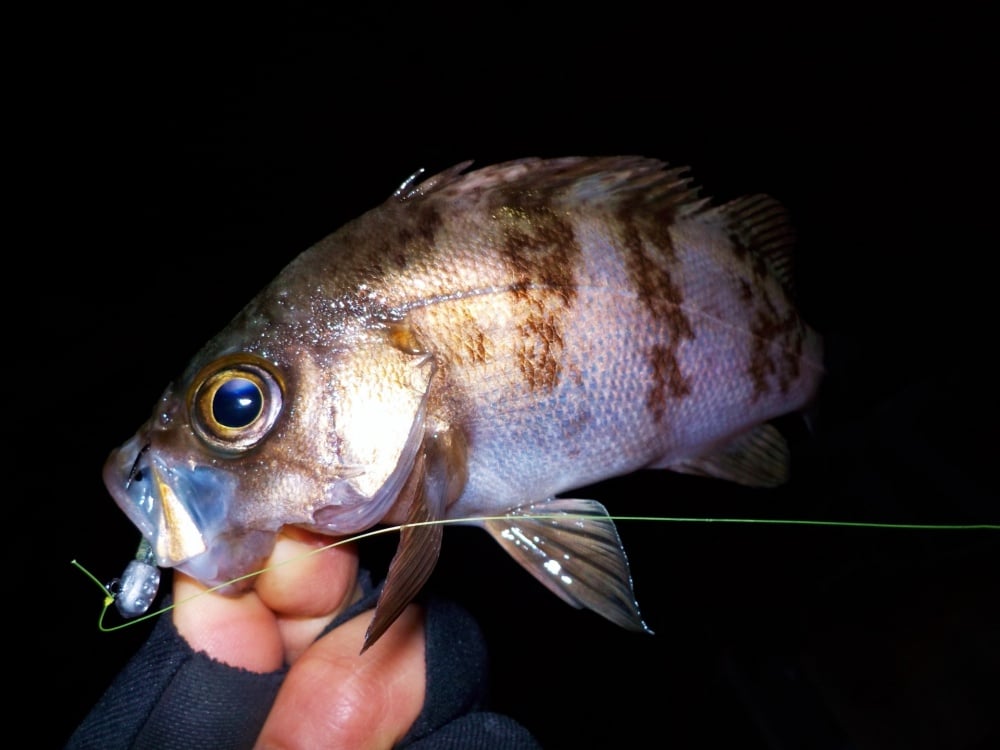 メバルをルアーで釣るメバリングが人気！