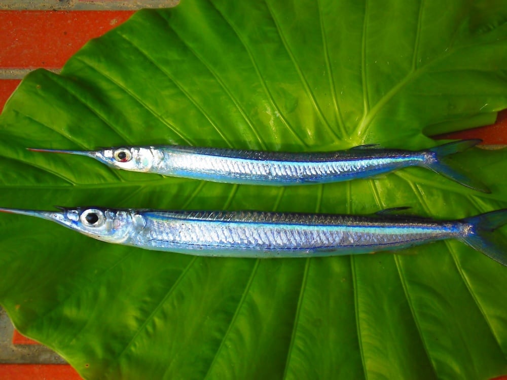 サヨリは針のように細長い魚