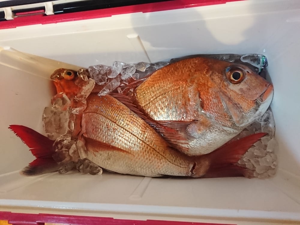鯛ラバで大物ゲット！