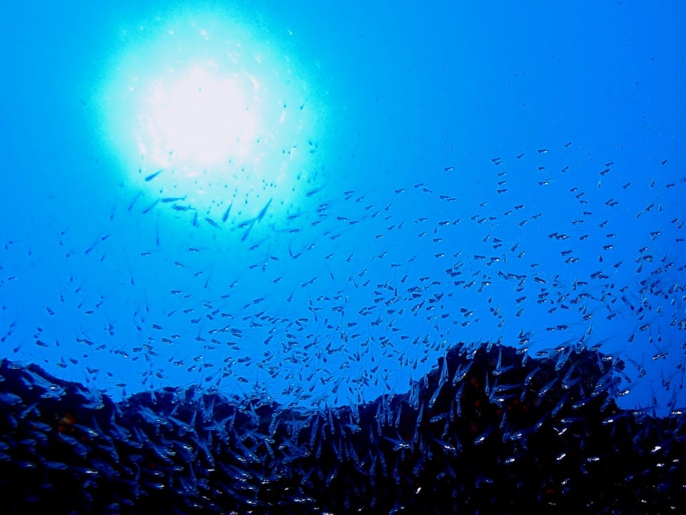 メバルは卵胎生の魚
