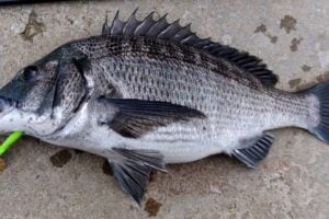 クロダイをルアーで釣る方法
