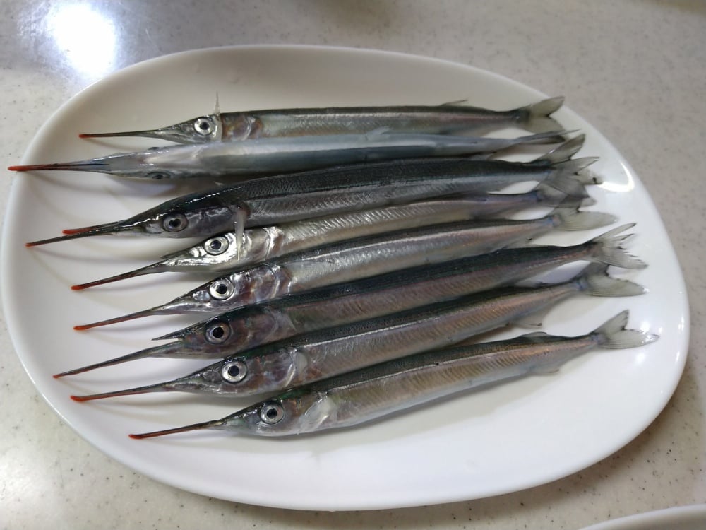サヨリは別名「海の貴婦人」