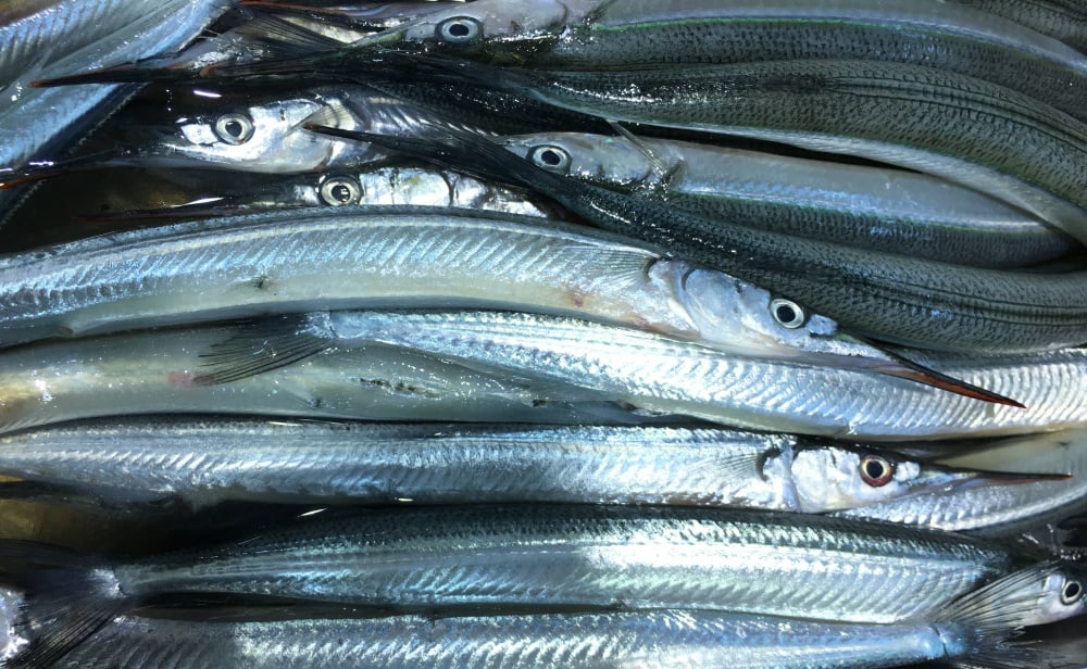 サヨリは隠れた大衆魚！