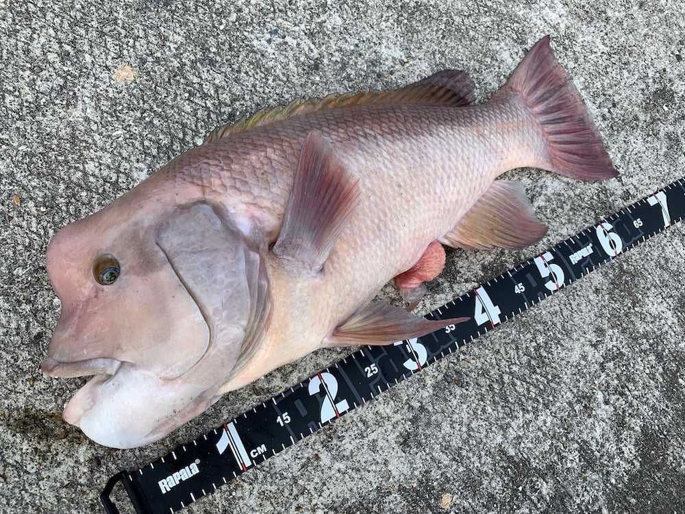 コブダイの釣り方