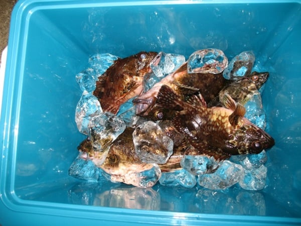 シマノ　クーラーボックスで魚の鮮度キープ