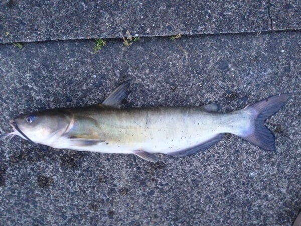 アメリカナマズはこんな魚