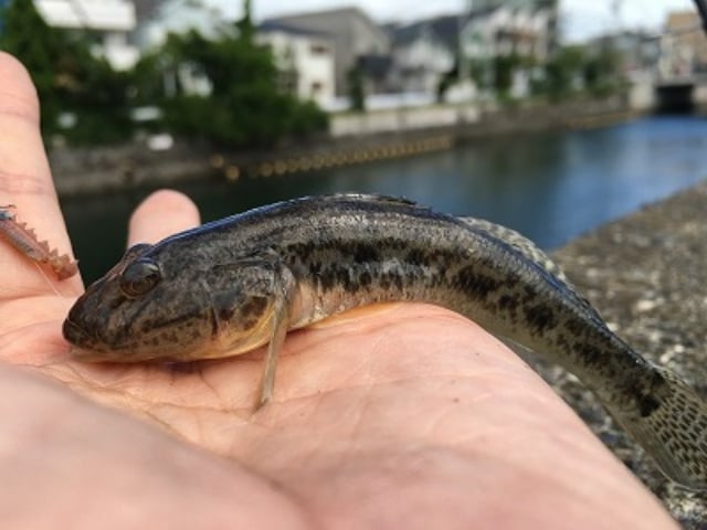 ハゼ釣りはマハゼを狙う