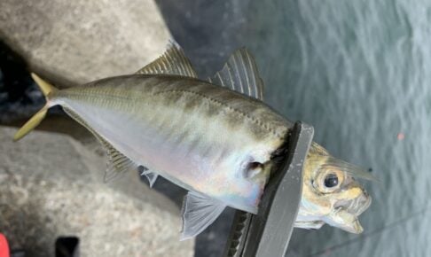 お気に入りのアジングロッドでアジを釣ろう