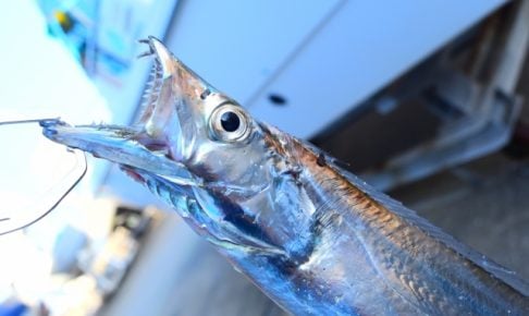 太刀魚ワインドって難しい？