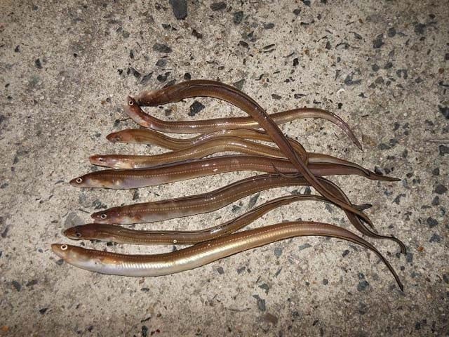 アナゴ釣りを楽しもう！