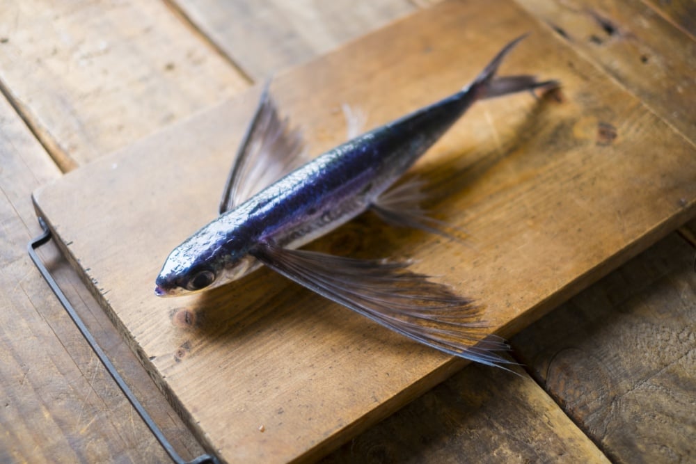 トビウオは空飛ぶ不思議な魚