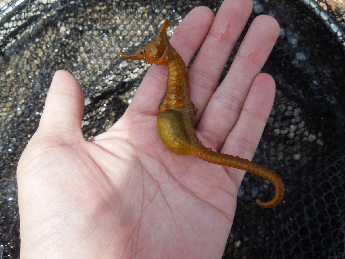 タツノオトシゴは面白い魚！