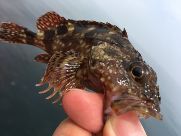 カサゴ釣りでは小さいカサゴはリリースしよう