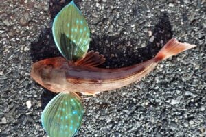 ホウボウってどんな魚？