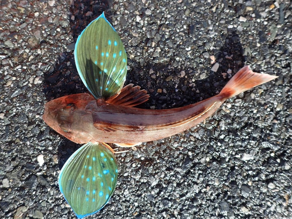 ホウボウってどんな魚？