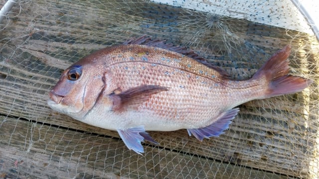 海上釣り堀では定番のマダイ