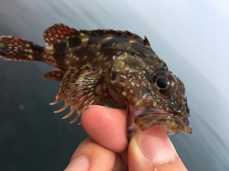 穴釣りの仕掛けを工夫