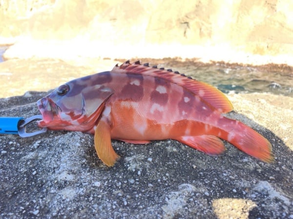 ショアジギングでは多彩な根魚が狙える！