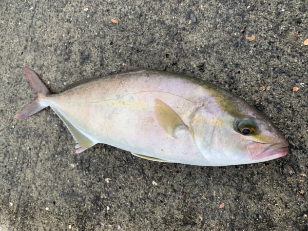 ショアジギングではカンパチやキハダなどの夢の大物も