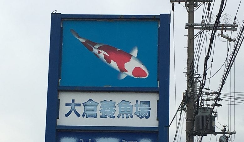 大倉養鯉場へ行こう
