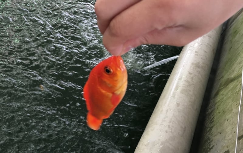 大倉養鯉場で金魚が釣れた！