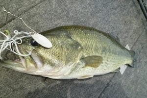 スピナーベイトでバス釣り