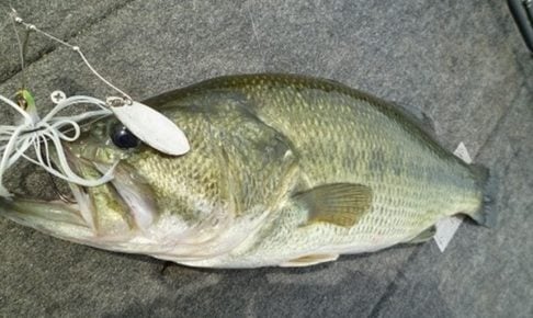 スピナーベイトでバス釣り