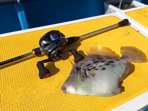 カワハギ釣りのタックル