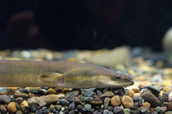 うなぎってどんな魚？