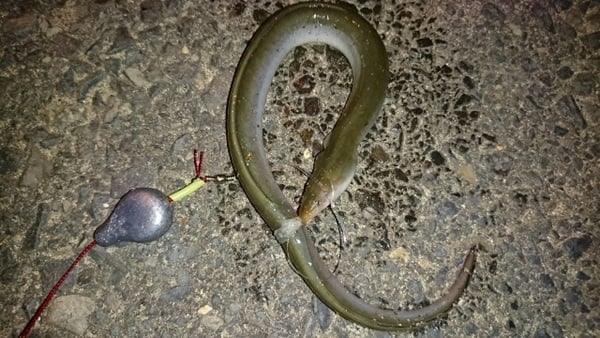 ウナギ釣りの仕掛け