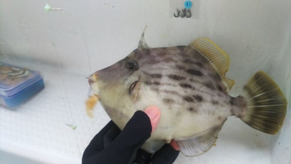 カワハギ釣りの基本とは？