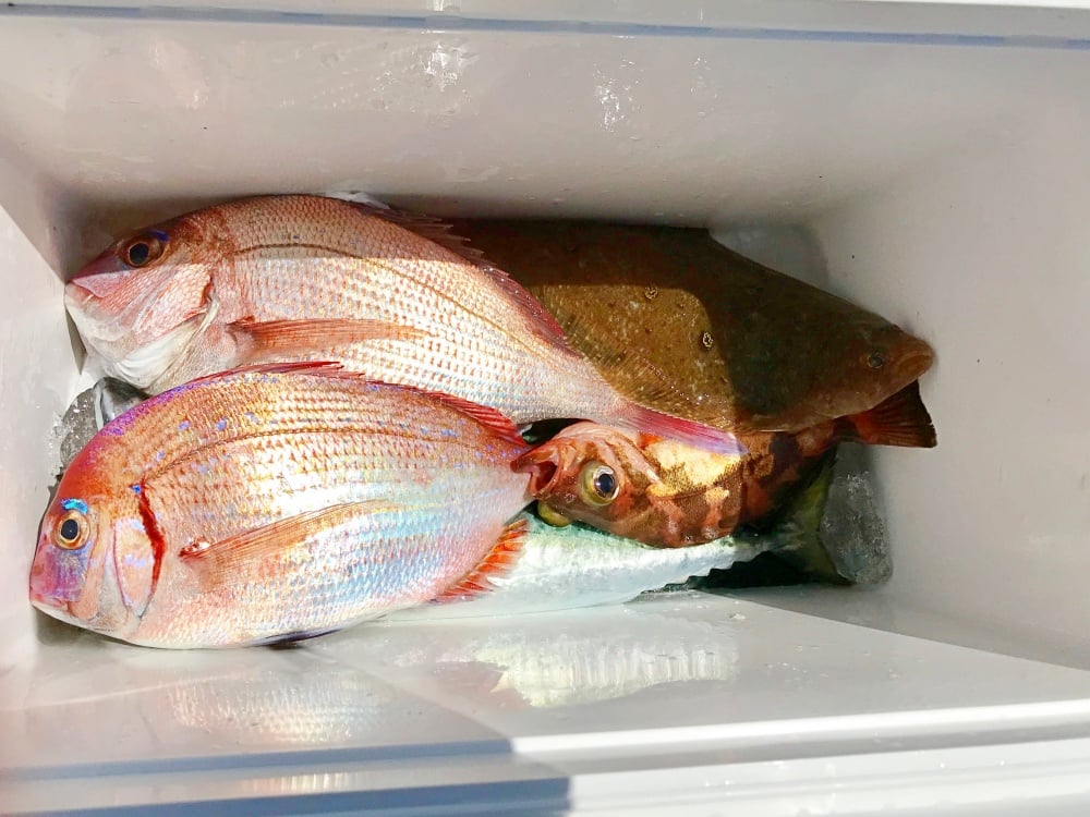 一つテンヤでは様々な魚種が狙える！