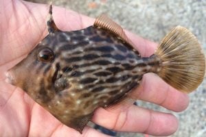 カワハギ釣りを始めよう！