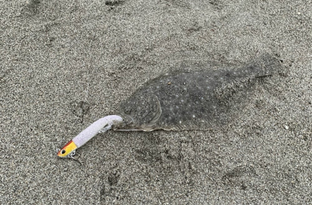 ひらめをルアーで釣るコツとは？