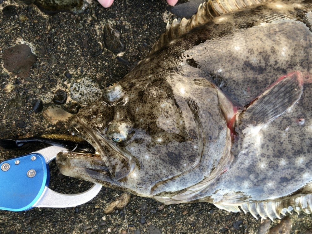 ヒラメのルアー釣りを楽しもう！