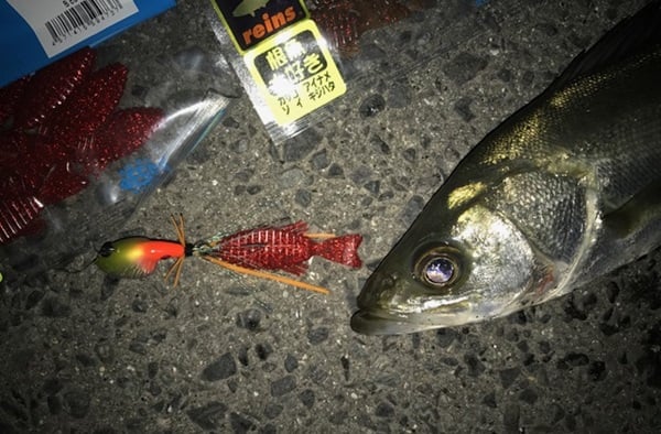 根魚フラットで色んな魚を釣ろう！