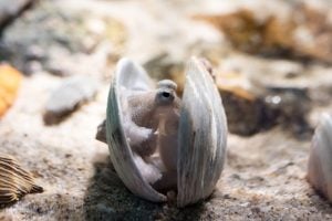 イイダコってどんなタコ？