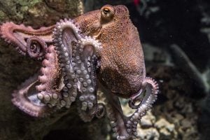 タコの種類や生態をご紹介