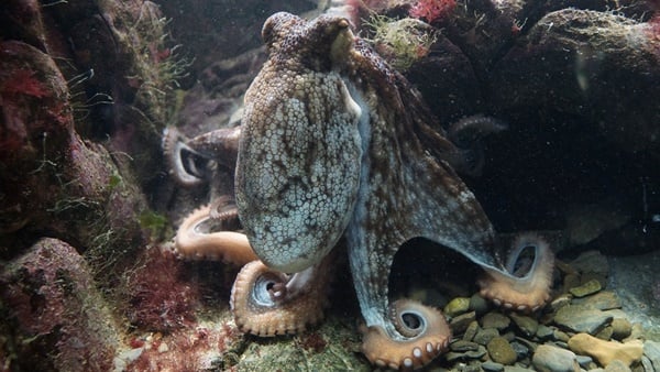 タコってどんな生き物？