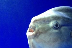 マンボウってどんな魚？