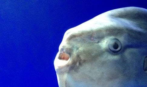マンボウってどんな魚？
