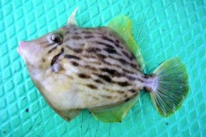 カワハギってどんな魚？