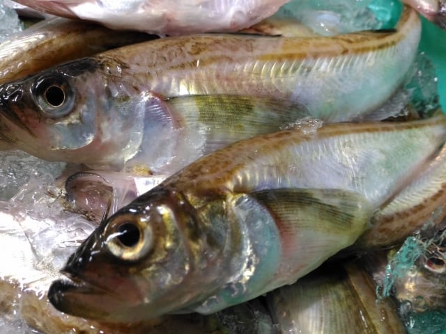 ハタハタの釣り