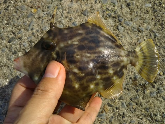 カワハギとは